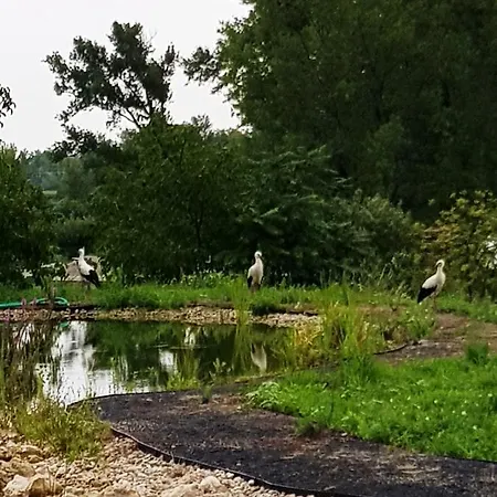 Basaltina Panzio בלטונדריץ'